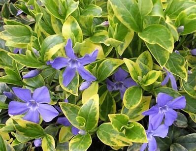 Vinca 'auroevariegata' - zimozeleň - 9250675 Vinca 'Auroevariegata' 01