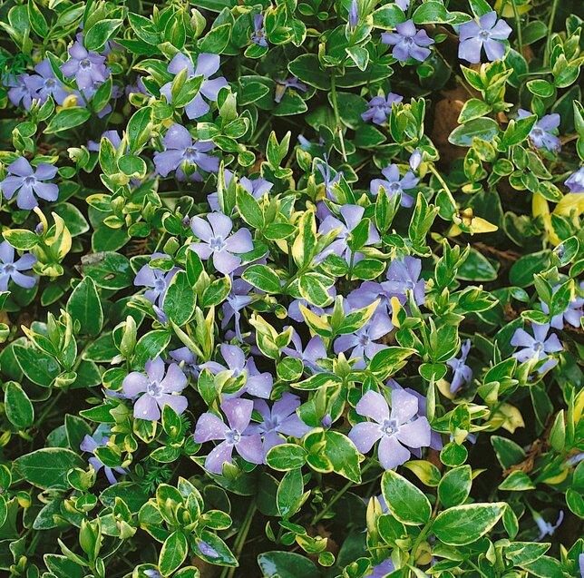 Vinca 'auroevariegata' - zimozeleň - 9250675 Vinca 'Auroevariegata' 02