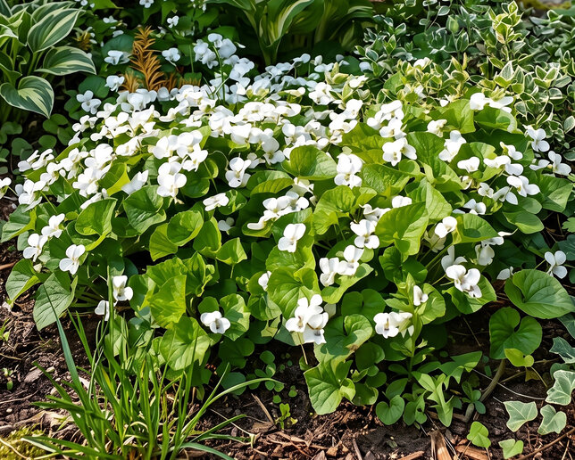 Viola 'royal wedding' - fialka - Viola 'Royal Wedding'