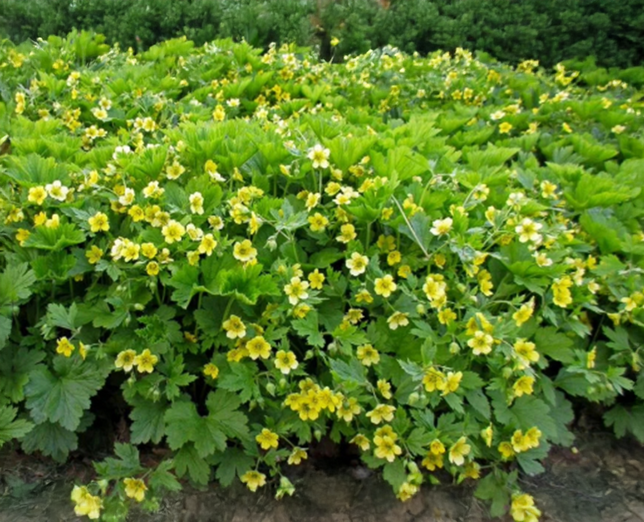 Waldsteinia geoides - valdštejnka - Waldsteinia geoides 1