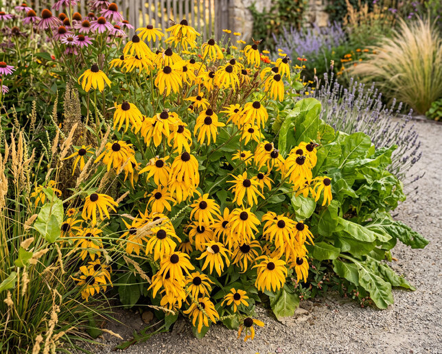 Rudbeckia ‘deamii' - rudbekia - Rudbeckia ‘Deamii'