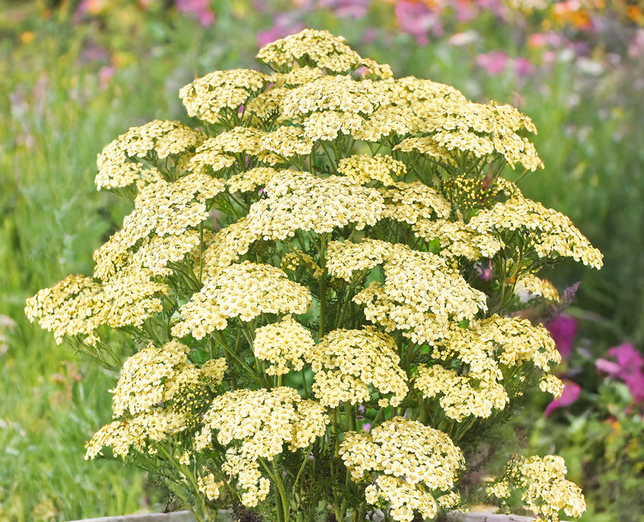 Achillea 'creme de la creme' - rebríček - achillea creme de la creme 2