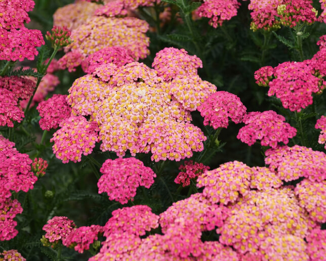 Achillea 'sassy summer taffy' - rebríček - Achillea 'Sassy Summer Taffy'