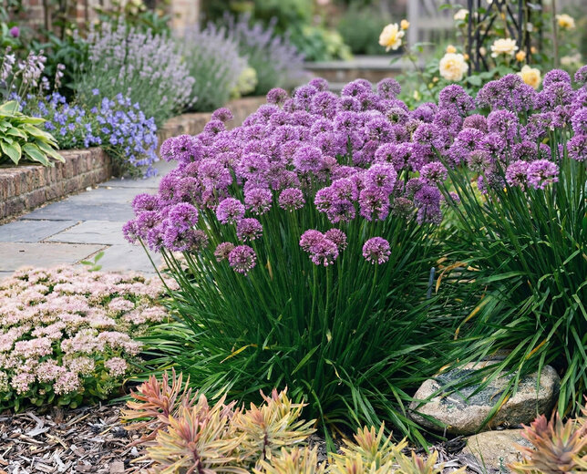 Allium 'millenium' - cesnak - Allium 'Millenium' 