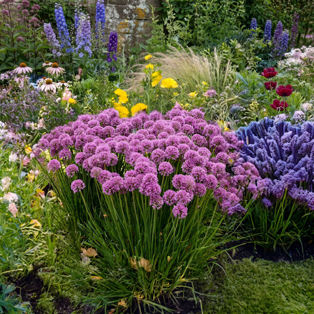 Allium 'serendipity' - cesnak k1l - Allium 'Serendipity'