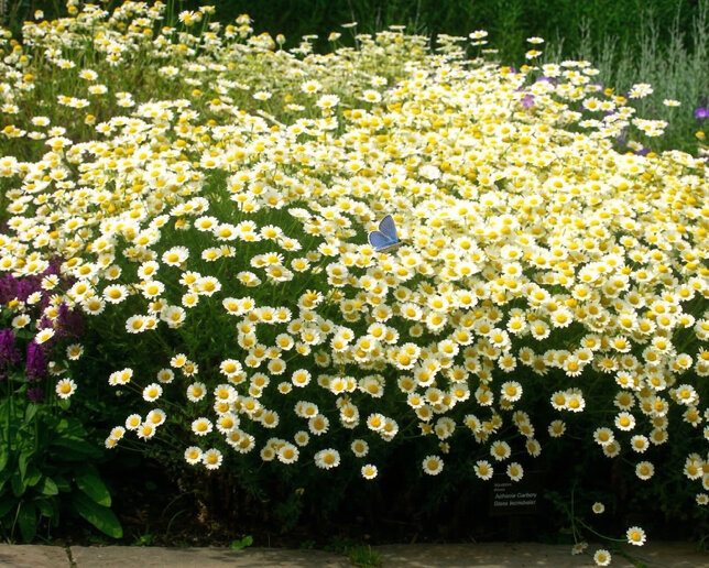 Anthemis 'sauce hollandaise' - rumanovec - Anthemis 'Sauce Hollandaise'