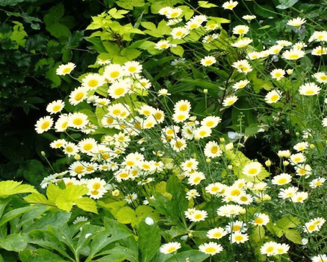 Anthemis 'sauce hollandaise' - rumanovec - Anthemis 'Sauce Hollandaise' - rumanovec