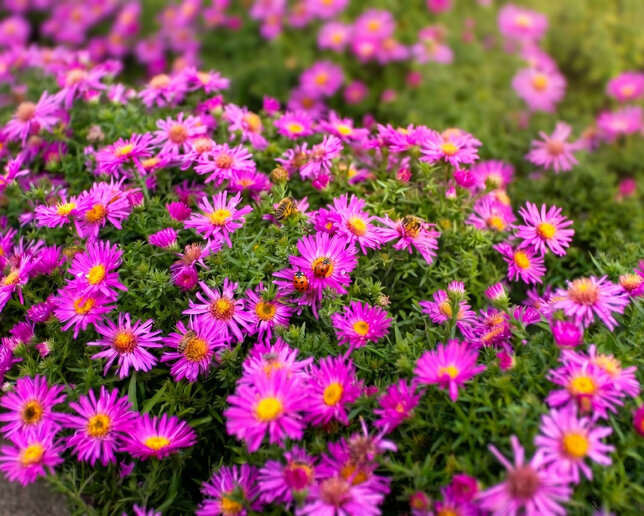Aster 'alice haslam' - astra - Aster 'Alice Haslam'