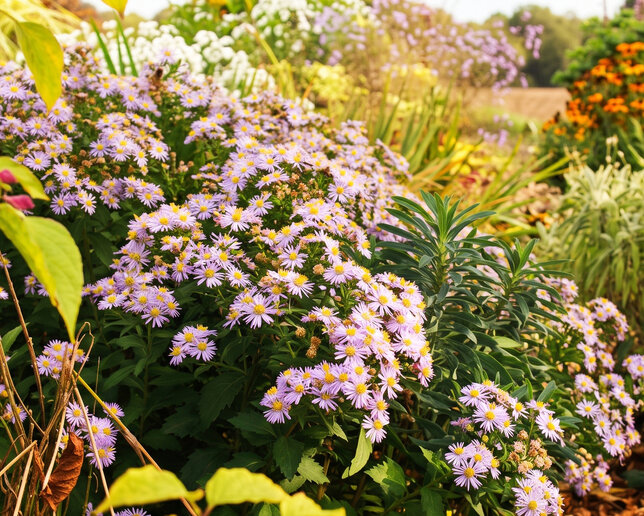 Aster 'asran' - astra - Aster 'Asran'