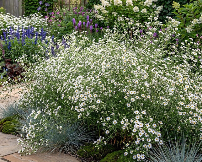 Aster 'monte cassino' - astra - Aster Monte Cassino