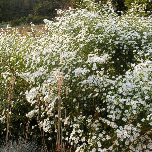 Aster 'monte cassino' - astra - Aster 'Monte Cassino' 