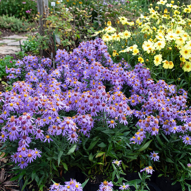 Aster 'prof. anton kippenberg' - astra - Astra 'Prof. Anton Kippenberg'