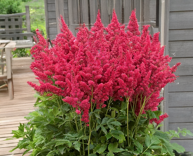 Astilbe 'fireberry'- astilba - Astilbe 'Fireberry'- astilba 1