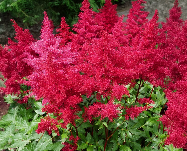 Astilbe 'fireberry'- astilba - Astilbe 'Fireberry'- astilba 2