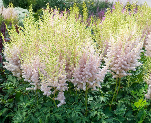 Astilbe 'milk and honey'- astilba - Astilbe 'Milk and Honey'- astilba 2