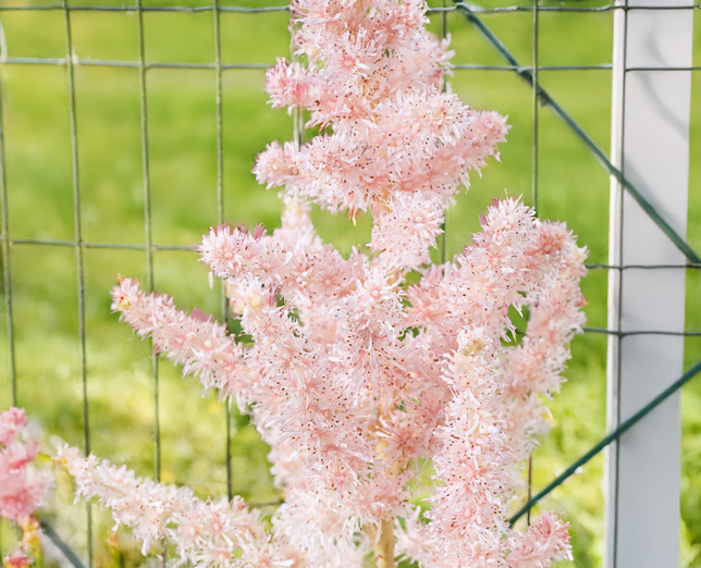Astilbe 'milk and honey'- astilba - Astilbe 'Milk and Honey'- astilba 3