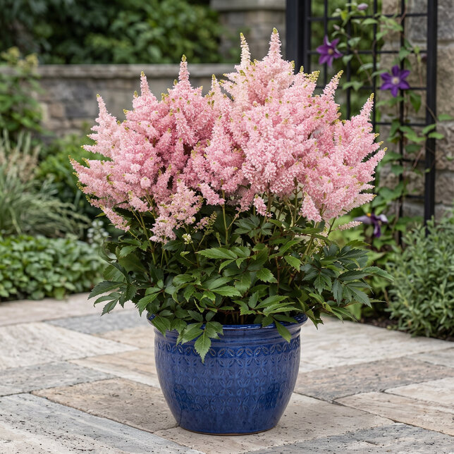 Astilbe 'younique salmon' - astilba - Astilbe 'Younique Salmon'