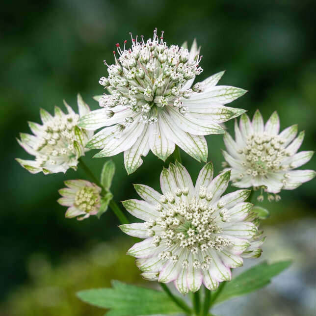 Astrantia 'shaggy' - jarmanka - Astrantia 'Shaggy'