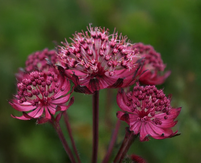 Astrantia 'sparkling stars red' - jarmanka - Astrantia 'Sparkling Stars Red' - jarmanka 1