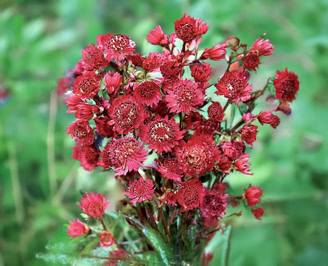 Astrantia 'sparkling stars red' - jarmanka - Astrantia 'Sparkling Stars Red' - jarmanka 2