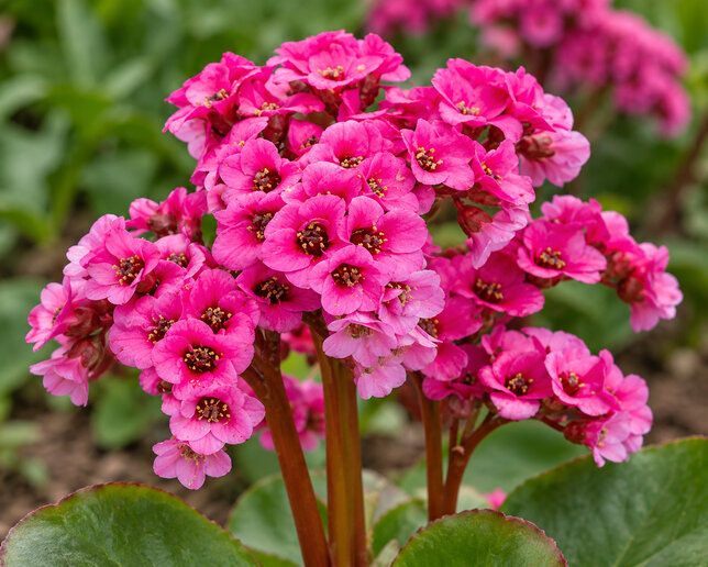 Bergenia 'bressingham ruby' - bergénia - Bergenia 'Bressingham Ruby'