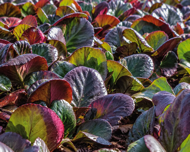 Bergenia 'bressingham ruby' - bergénia - Bergenia 'Bressingham Ruby' 1