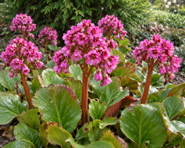 Bergenia cor. 'purpurea' - bergénia - Bergenia cor. 'Purpurea'