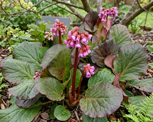 Bergenia 'eden's dark margin' - bergénia - Bergenia 'Eden's Dark Margin'