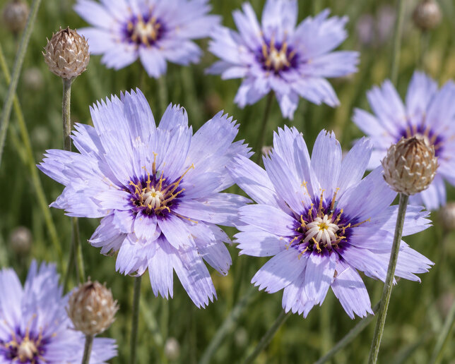 Catananche caerulea 'major' - katananka - Catananche caerulea 'Major'
