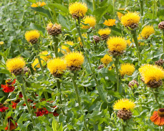 Centaurea macrocephala - nevädza - Centaurea macrocephala 