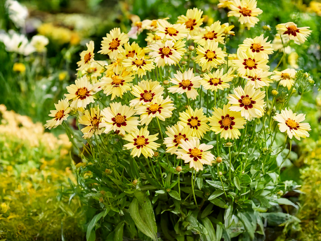Coreopsis 'solar moon' - kráska - Coreopsis 'Solar Moon' - kráska 1_