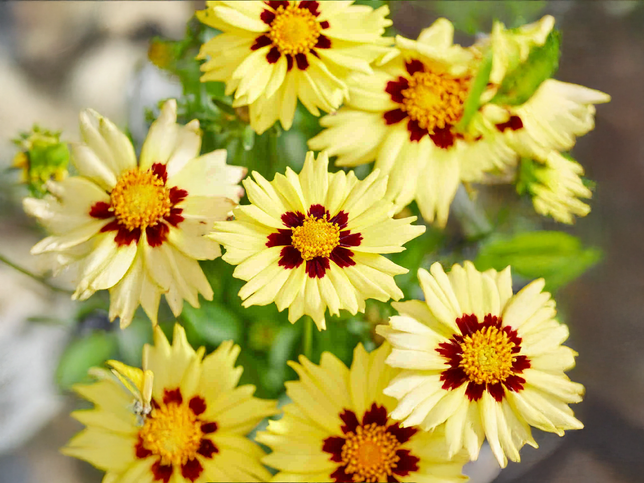 Coreopsis 'solar moon' - kráska - Coreopsis 'Solar Moon' - kráska 2