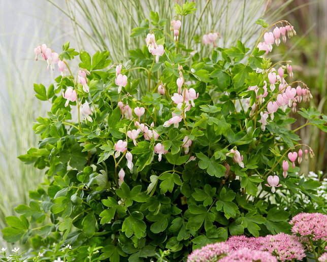Dicentra 'cupid'  - srdcovka k1l - Dicentra 'Cupid'