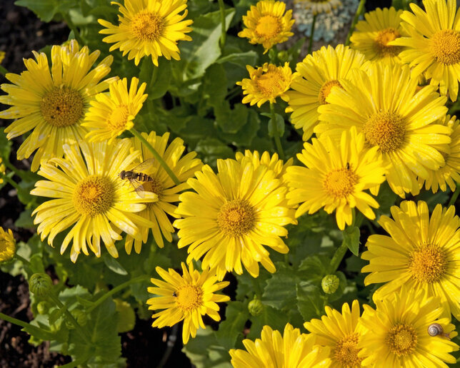 Doronicum 'leonardo compact' - kamzičník - Doronicum 'Leonardo Compact'