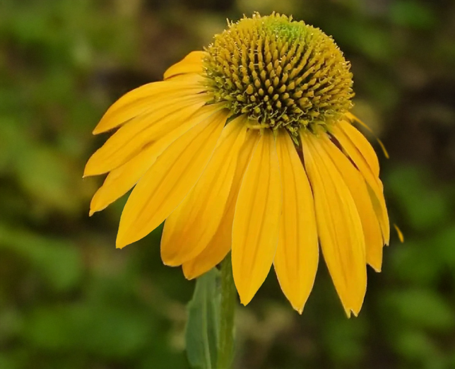 Echinacea 'lakota yellow' - echinácea - Echinacea 'Lakota Yellow' - echinácea 1