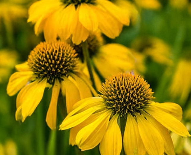Echinacea 'lakota yellow' - echinácea - Echinacea 'Lakota Yellow' - echinácea 2