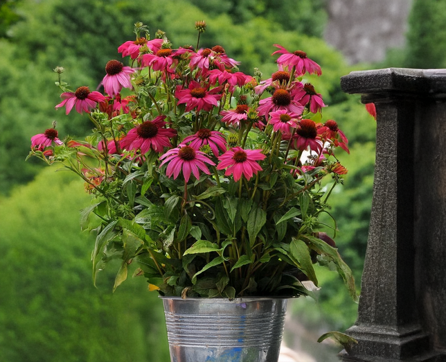 Echinacea 'powwow wild berry' - echinácea - Echinacea 'Powwow Wild Berry' - echinácea 2