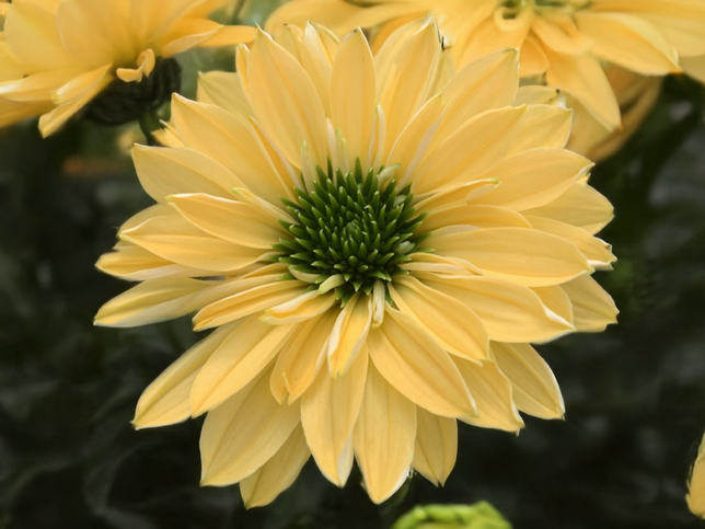 Echinacea 'sunseekers limocello' - echinácea - Echinacea 'SunSeekers Limocello' - echinácea 1