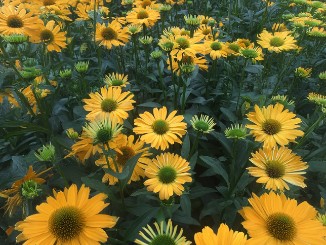 Echinacea 'sunseekers limocello' - echinácea - Echinacea 'SunSeekers Limocello' - echinácea 2