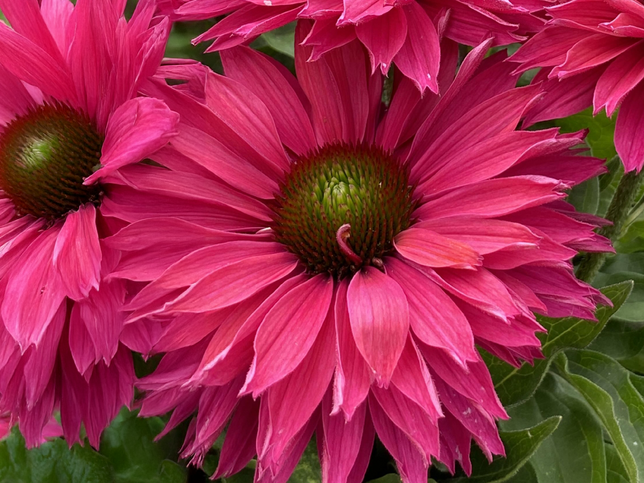 Echinacea 'sunseekers pink grapefruit' - echinácea - Echinacea 'SunSeekers Pink Grapefruit' - echinácea 1_