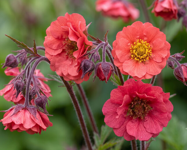 Geum 'flames of passion' - kuklík - Geum 'Flames of Passion' 