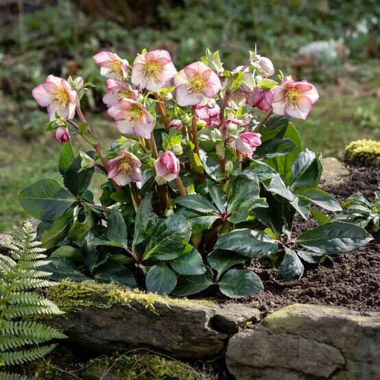 Helleborus 'carlotta' - čemerica k1l - Helleborus 'Carlotta' (1)