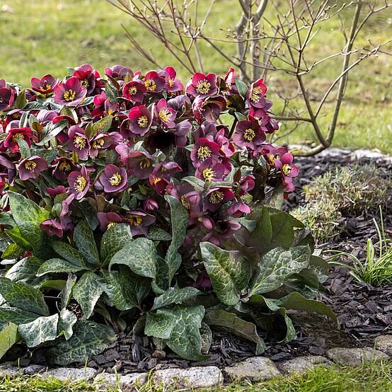 Helleborus 'mona marble' - čemerica k1l - Helleborus 'Mona Marble'  2