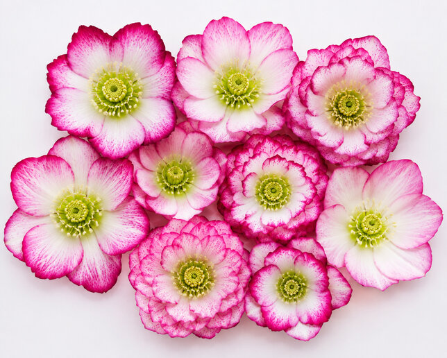 Helleborus 'quintessa candy' - čemerica k1l - Helleborus 'Quintessa Candy'
