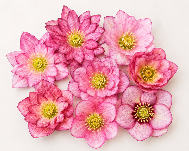 Helleborus 'quintessa pink' - čemerica k1l - Helleborus 'Quintessa Pink' 