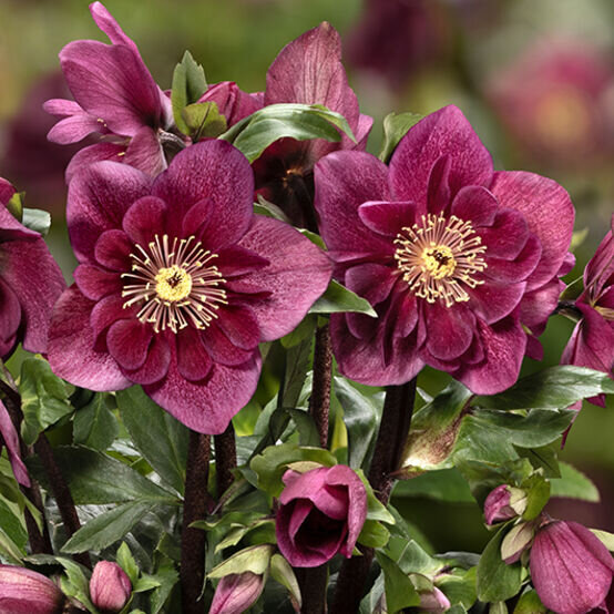 Helleborus 'winter ballet frilly ruby' - čemerica k1l - Helleborus 'Winter Ballet Frilly Ruby'