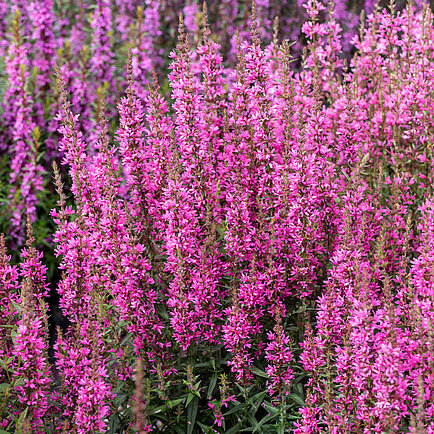 Lythrum 'luminara hot pink' - vrbovka - Lythrum 'Luminara Hot Pink'