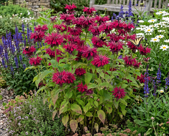 Monarda 'fireball' - monarda - Monarda 'Fireball'