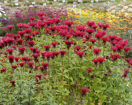 Monarda 'gardenview scarlet' - monarda - Monarda 'Gardenview Scarlet'