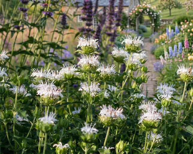 Monarda 'schneewitchen' - monarda - Monarda 'SchneeWitchen'